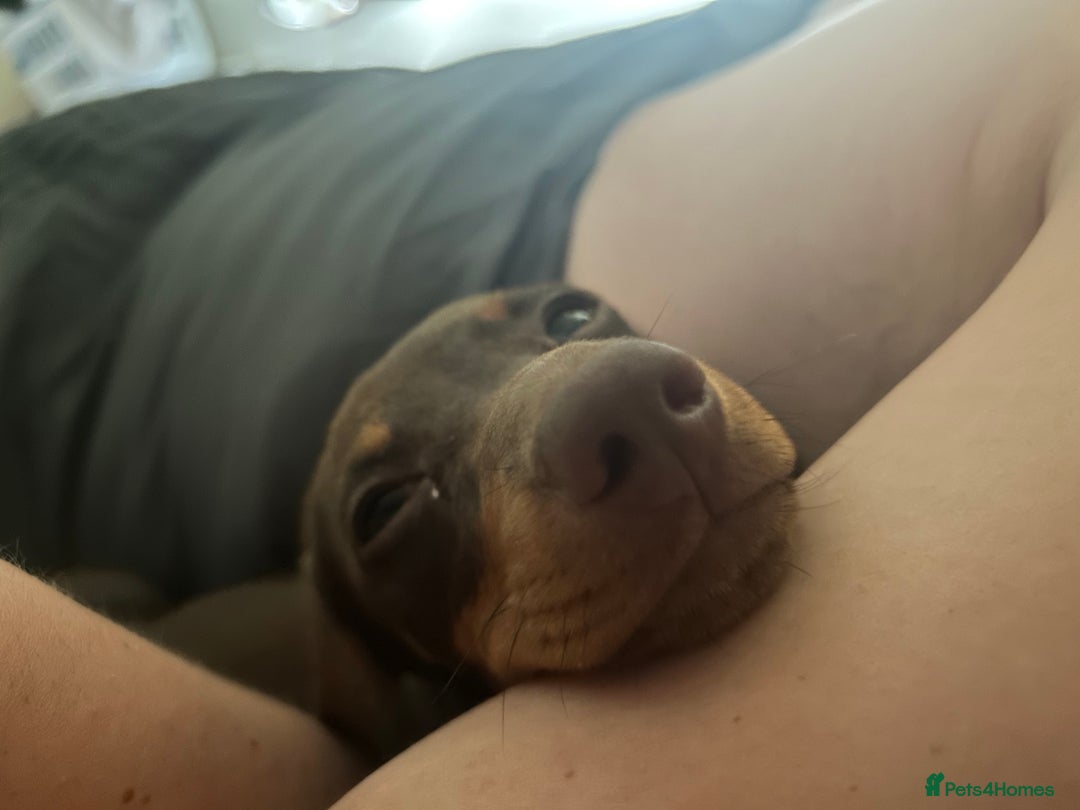 Miniature Dachshund dogs for sale: Ellie✨ - Advert 4