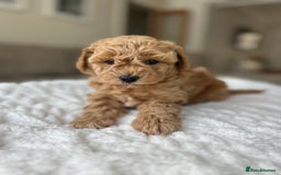 Cavapoochon dogs for sale: 5* Gorgeous F1b Cavapoochons - Image 23