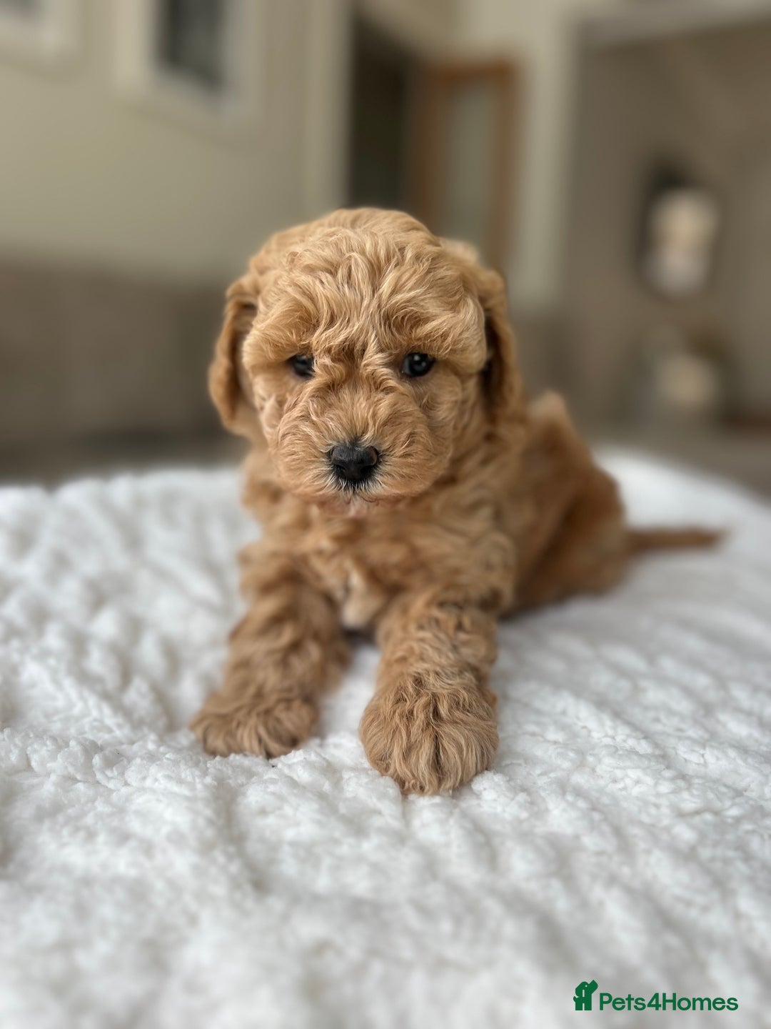 Cavapoochon dogs for sale: 5* Gorgeous F1b Cavapoochons - Image 23