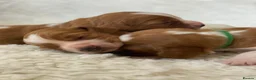 Welsh Springer Spaniel dogs for sale: KC Reg Welsh Springer Spaniels Fully Health Tested - Advert 8