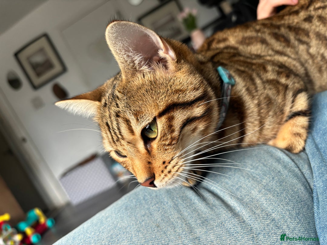 Bengal cats for sale: Beautiful bengal girl  - Image 3