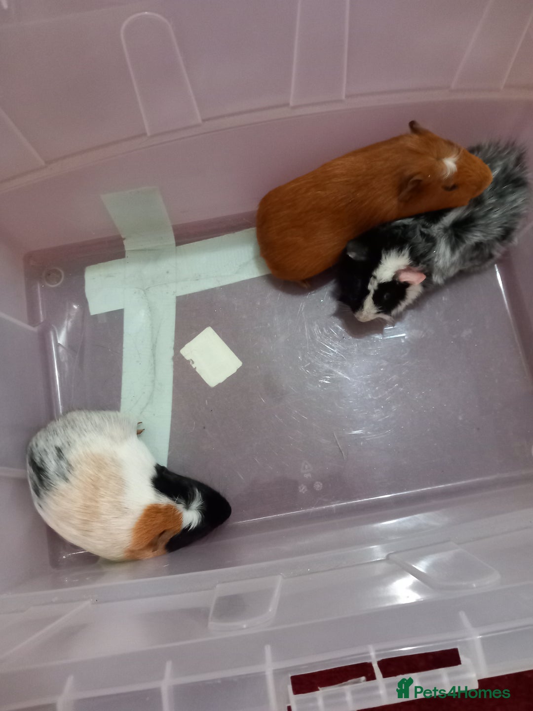 Guinea Pig rodents for sale: Baby guinea pigs - Advert 1