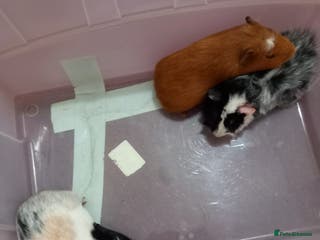 Guinea Pig rodents Baby guinea pigs - Advert 1