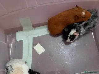 Guinea Pig rodents Baby guinea pigs - Advert 2