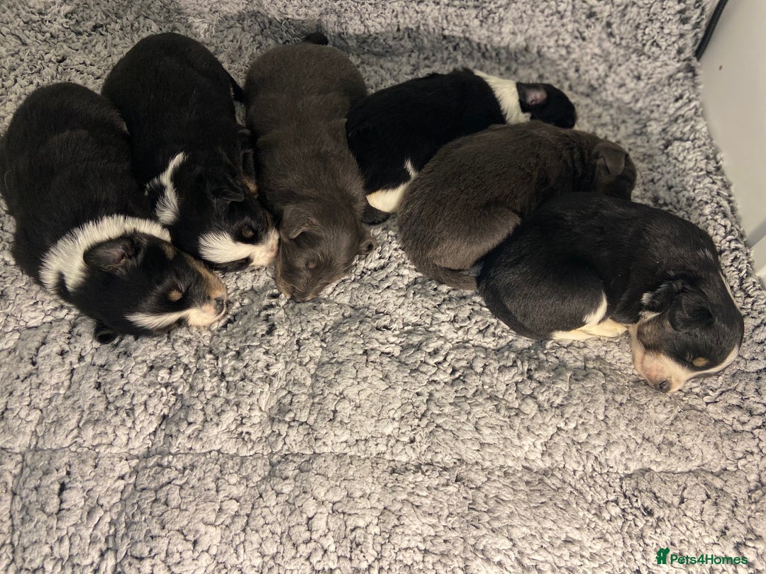 Border Collie dogs for sale: 6 quality healthy Border Collie, ready in Feb 26  - Advert 17
