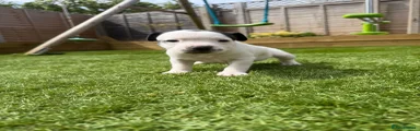 Staffordshire Bull Terrier Puppy 5