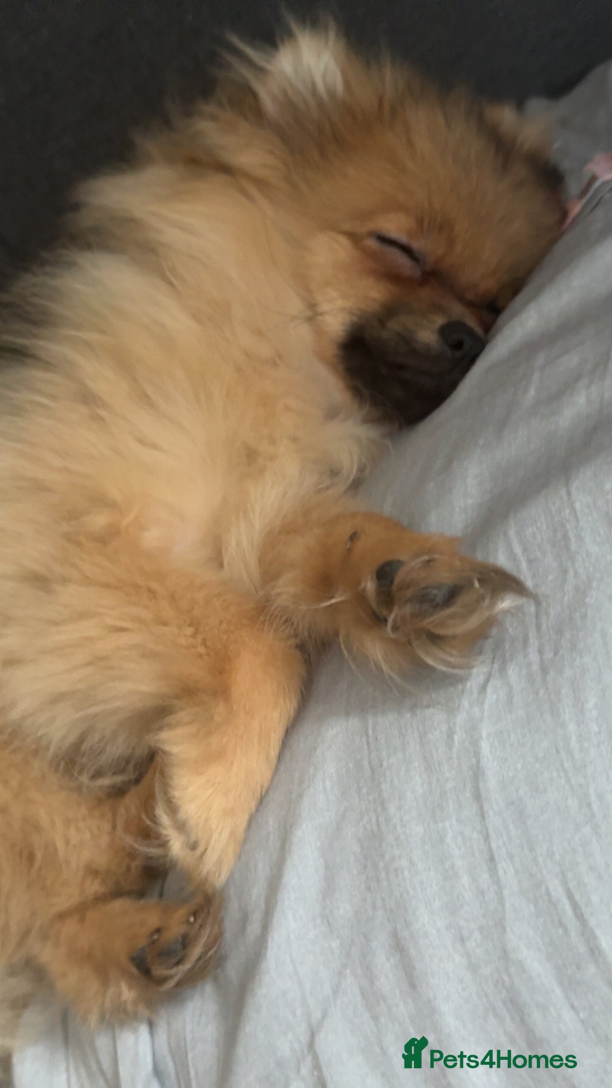 Pomeranian dogs Well mannered little pup  - Advert 9