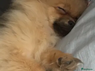 Pomeranian dogs Well mannered little pup - Advert 9