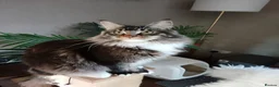 Maine Coon cats for sale: BEAUTIFUL TICA REGISTERED MAINE COON MALE – DEXTER - Advert 2