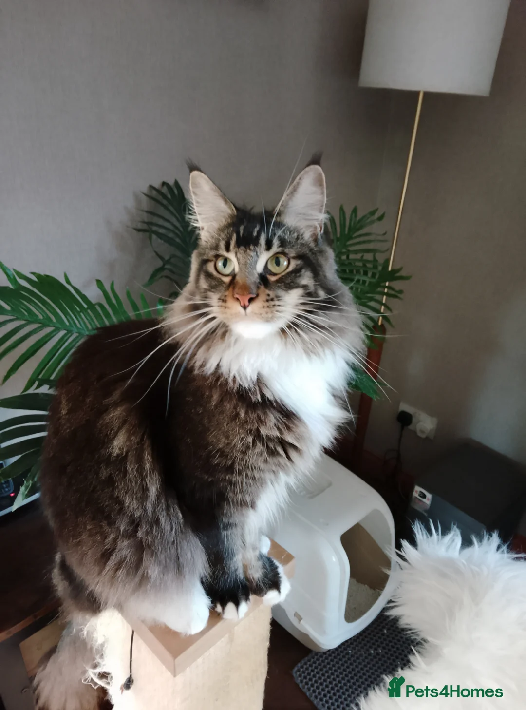 Maine Coon cats for sale: BEAUTIFUL TICA REGISTERED MAINE COON MALE – DEXTER - Advert 2