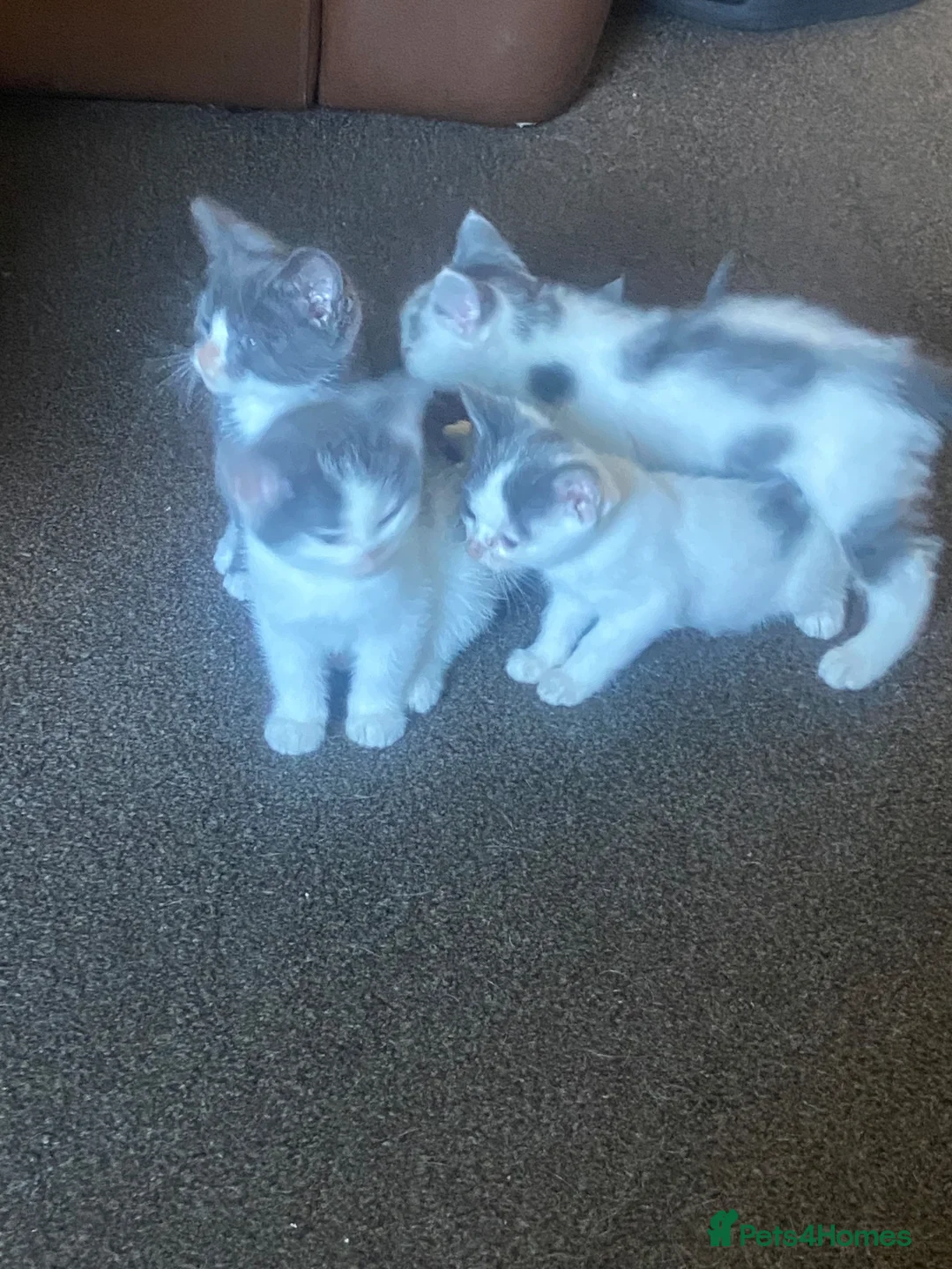 Mixed Breed cats for sale: 3 kittens 🩶 in Burnley - Advert 4