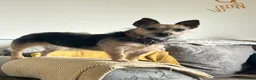Mixed Breed dogs for sale: Jack Russell terrier age 5 - Advert 6