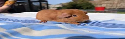 Guinea Pig rodents for sale: Golden Guinea Pigs for Sale - Advert 1