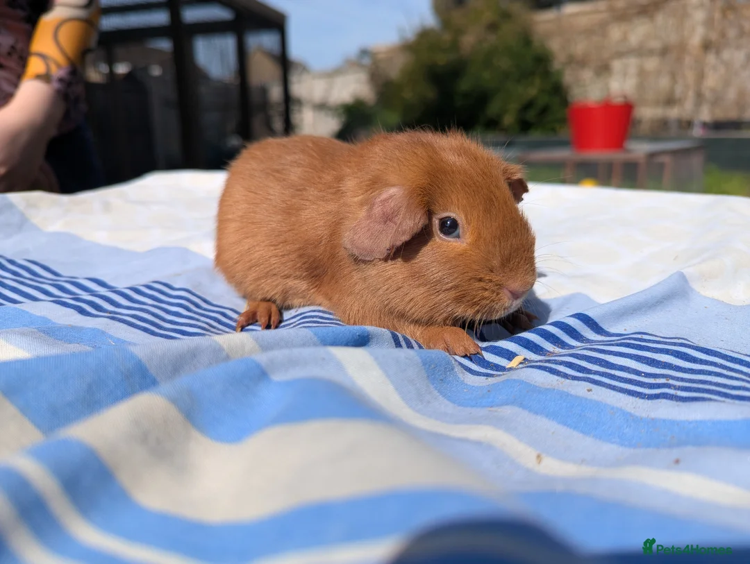 Guinea Pig rodents for sale: Golden Guinea Pigs for Sale - Advert 1