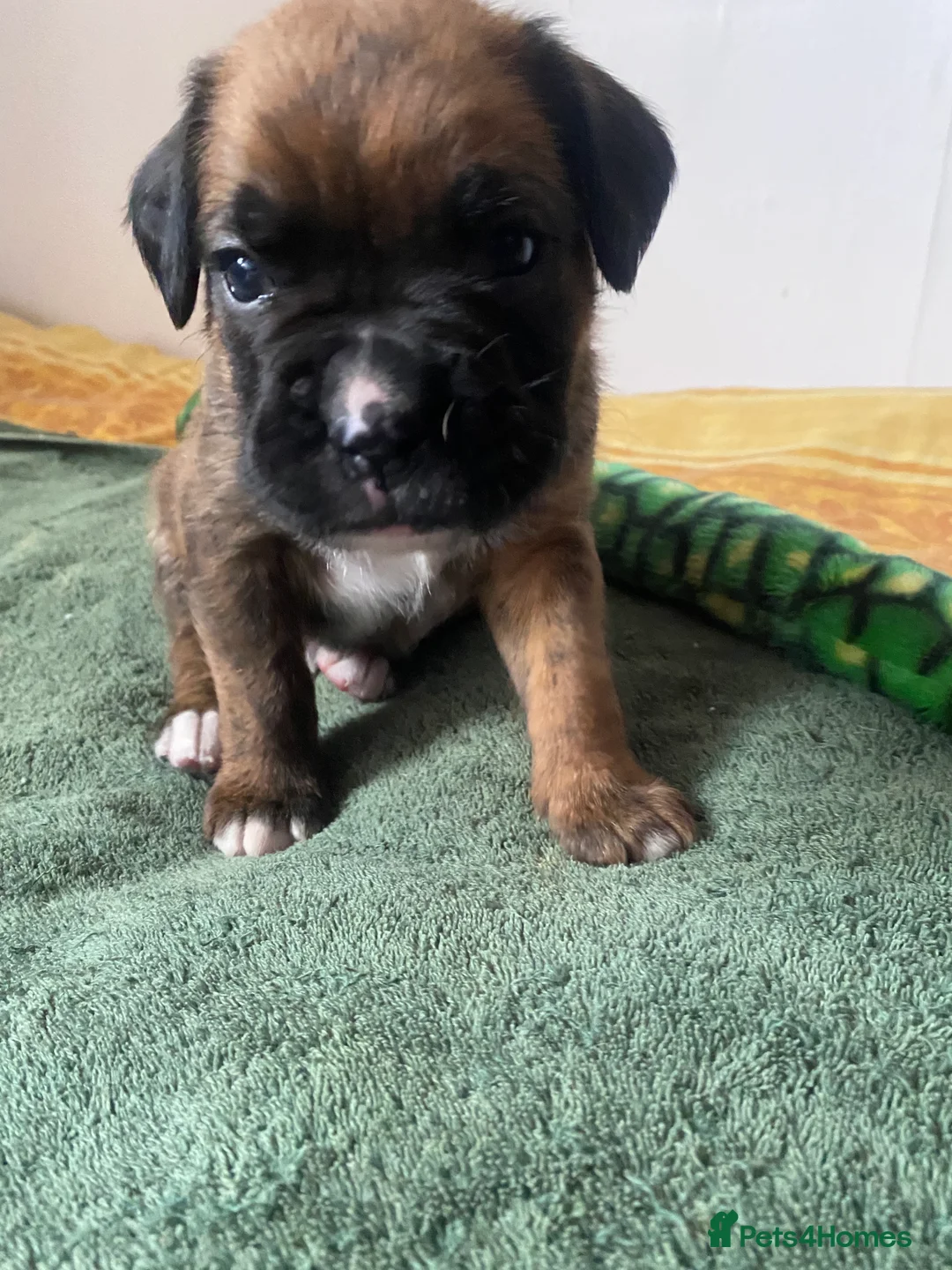 Mixed Breed dogs for sale: Home Reared Boxer cross Puppies – 3 Boys Available - Advert 1