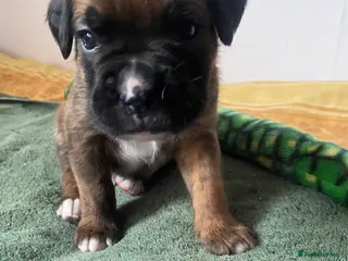Mixed Breed dogs Home Reared Boxer cross Puppies – 2 Boys Available - Advert 11