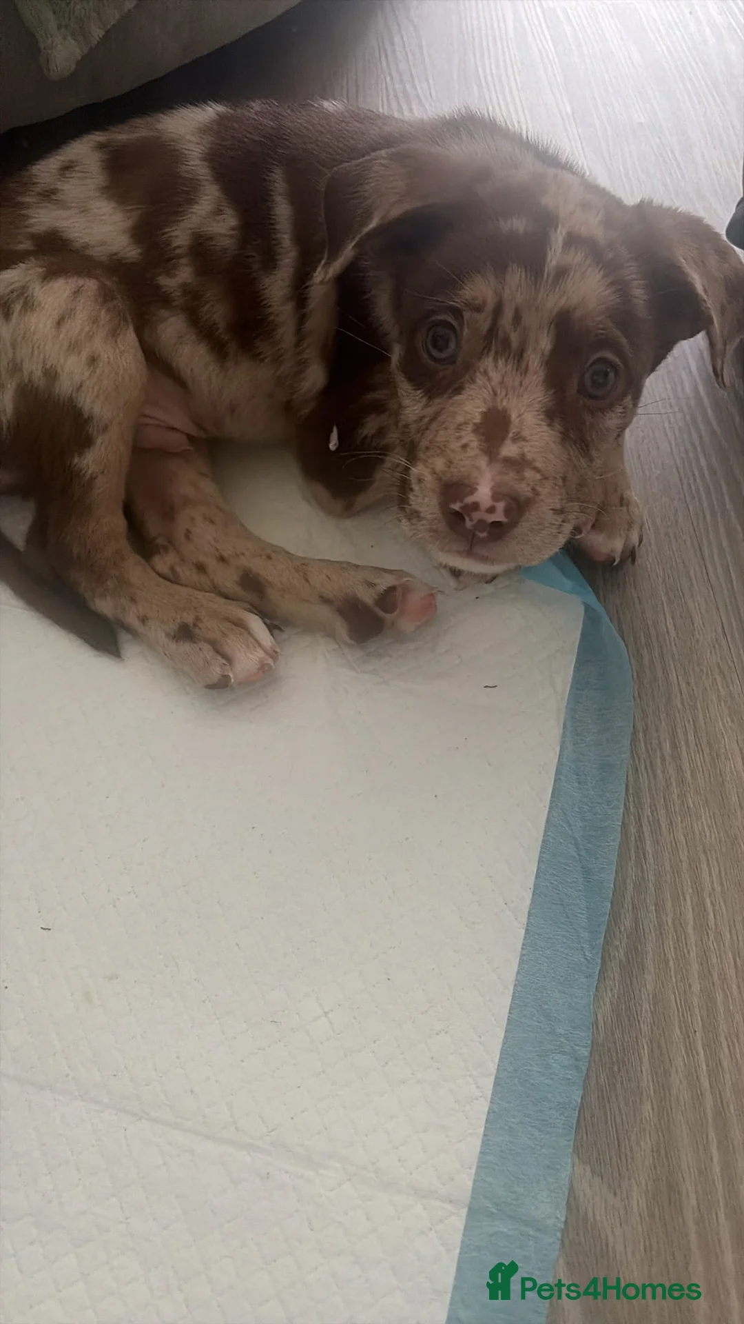 Mixed Breed dogs for sale: Canecorso Cross Shephard Puppy  - Advert 5