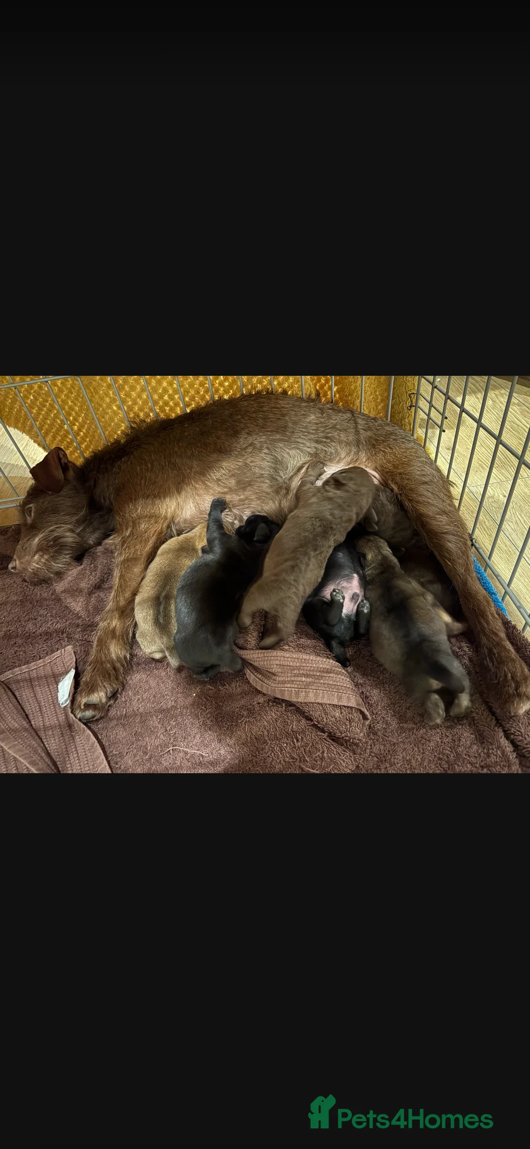 Patterdale Terrier dogs for sale: Patterdale bitch  - Advert 2