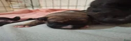 Staffordshire Bull Terrier dogs for sale: Beautiful Staffordshire bull terrier pups ❤️🐶 - Advert 15