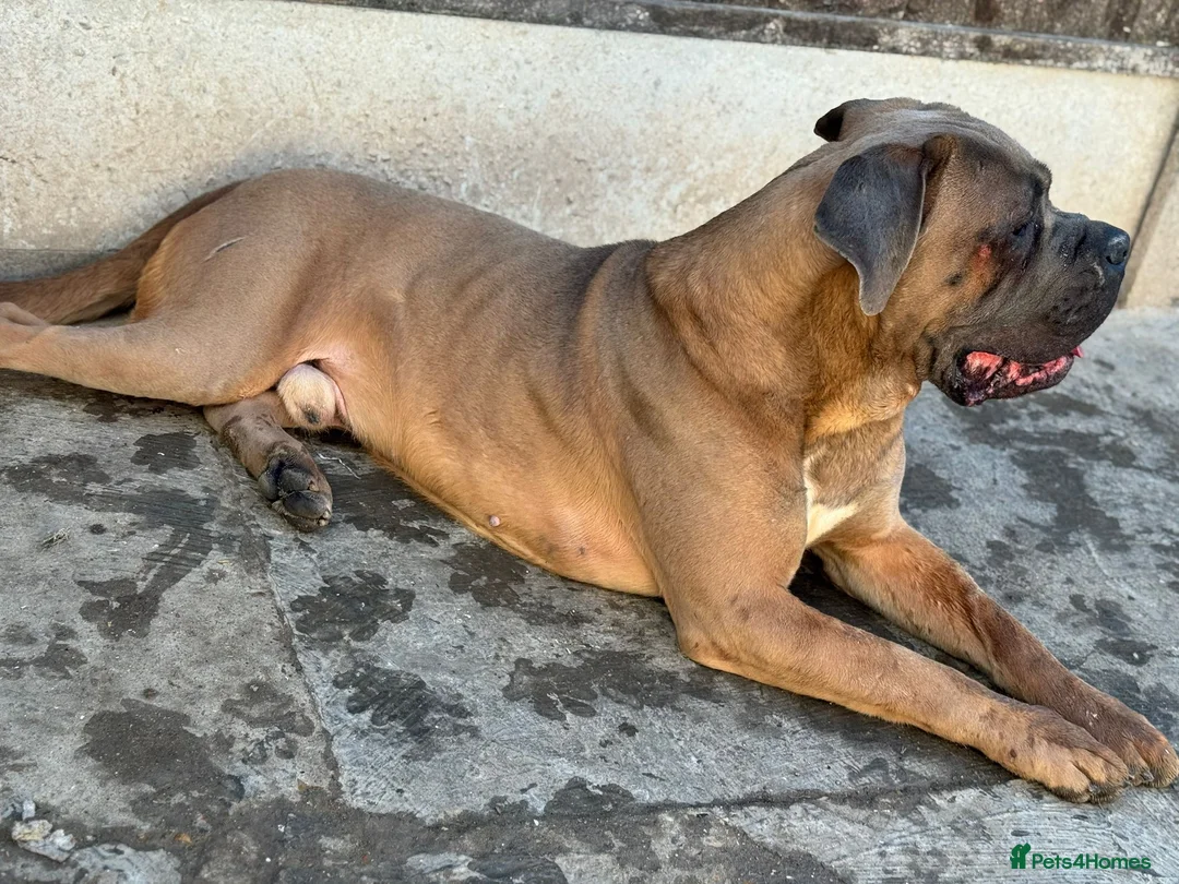 Cane Corso dogs for sale: 3 year old cane corso male for co own in London - Advert 2