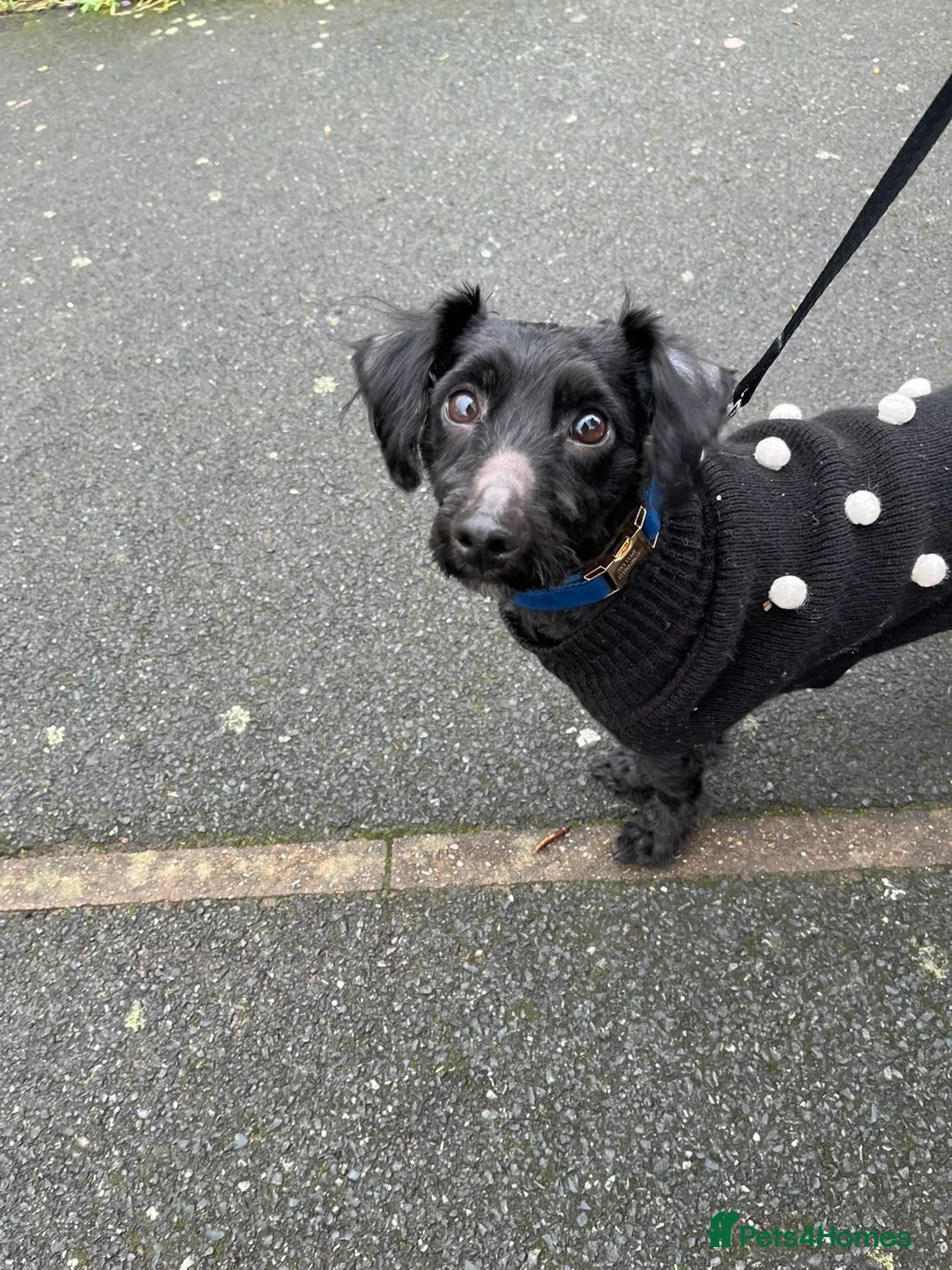 Yorkiepoo dogs for sale: 2 year old male Yorkiepoo for sale  - Advert 16