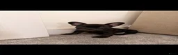 French Bulldog dogs for sale: Beautiful French bulldogs  - Advert 5