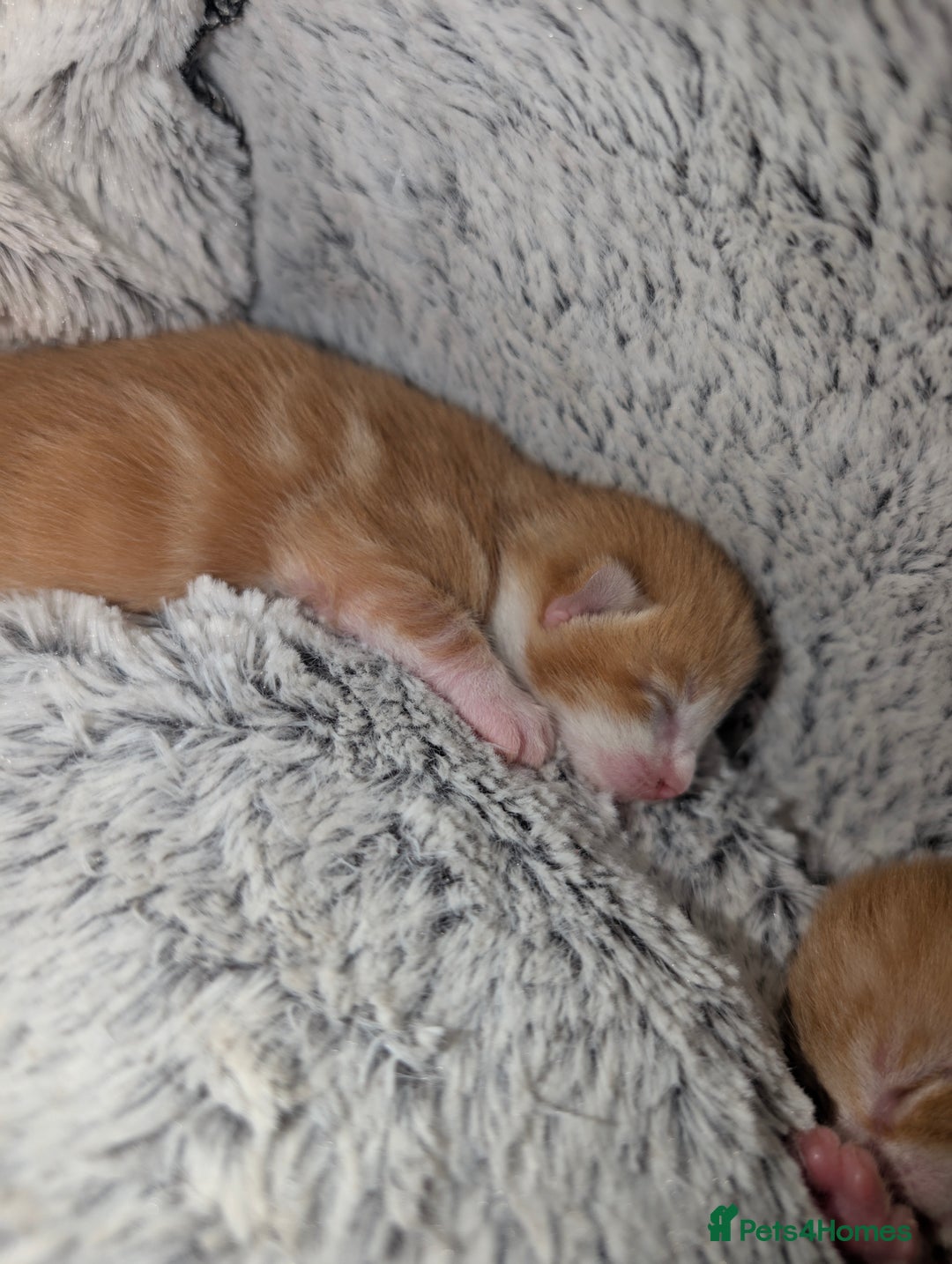 British Shorthair cats for sale: Two ginger boys please read description  - Image 4