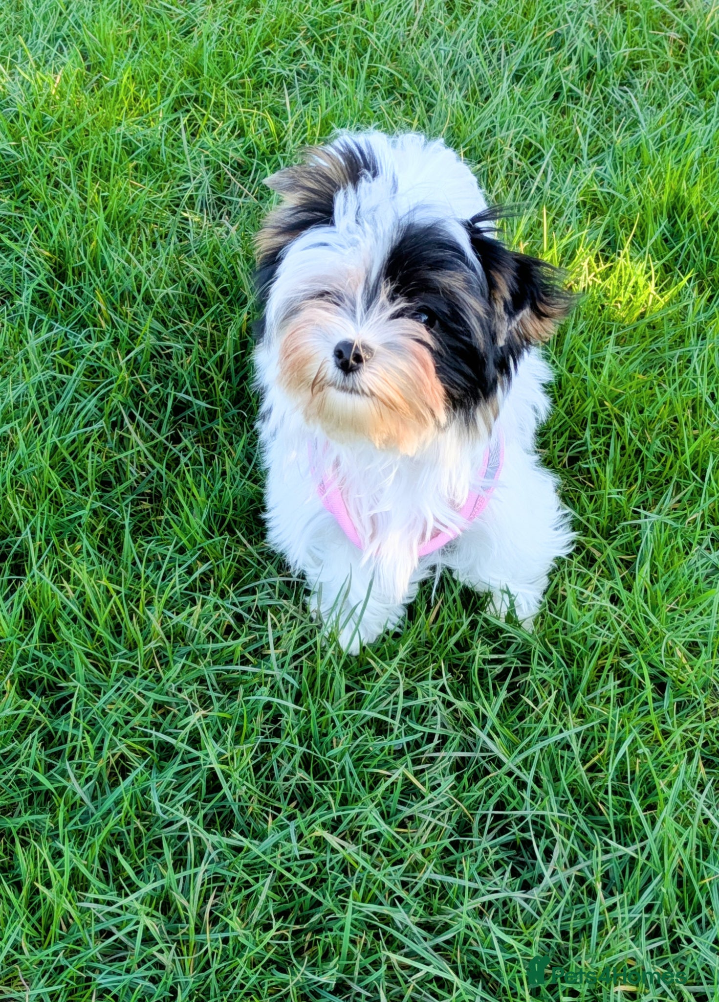 Yorkshire Terrier dogs Tiny Beautiful Girl 🩷& very Cute Boy💙available  - Advert 2