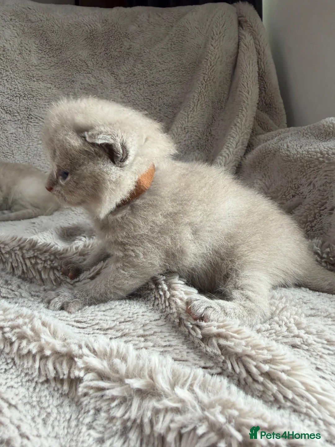 British Shorthair cats for sale: Little teddy bears - Advert 21