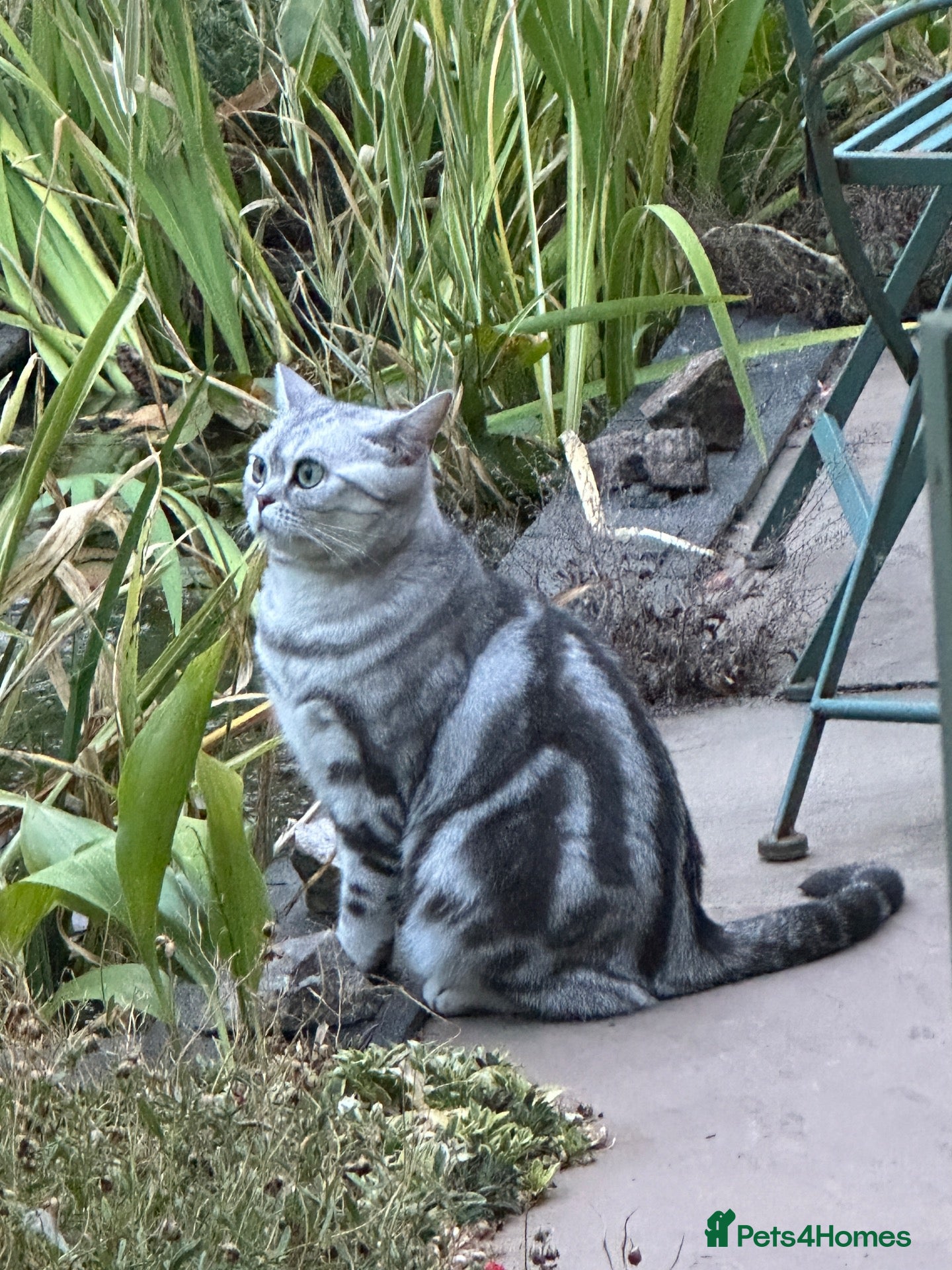 British Shorthair cats Pedigree Silver tabby British shorthair kittens  - Advert 2