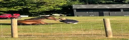 British Warmblood horses for sale: Head turner show jumper  in Woodbridge - Advert 6