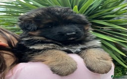 German Shepherd dogs for sale: Outstanding long haired Gsd pups  for sale  - Advert 6