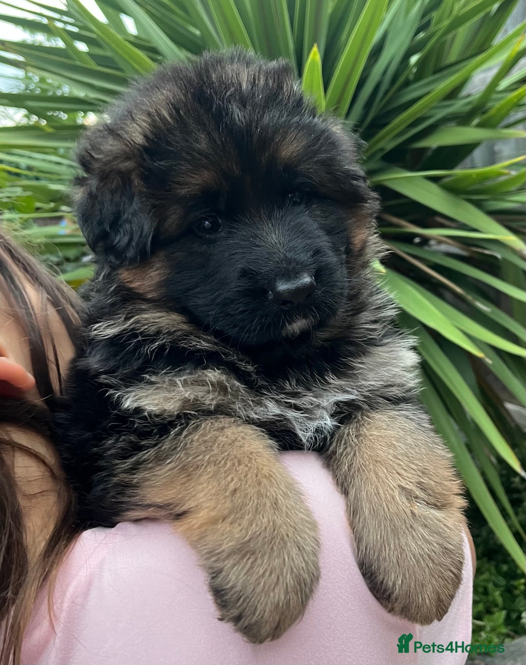 German Shepherd dogs for sale: Outstanding long haired Gsd pups  for sale  - Advert 6