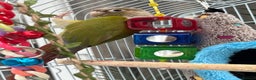 Conures birds for sale: Green cheeked conure  - Advert 3