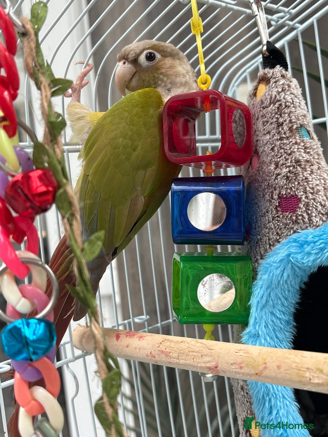 Conures birds for sale: Green cheeked conure  - Advert 3