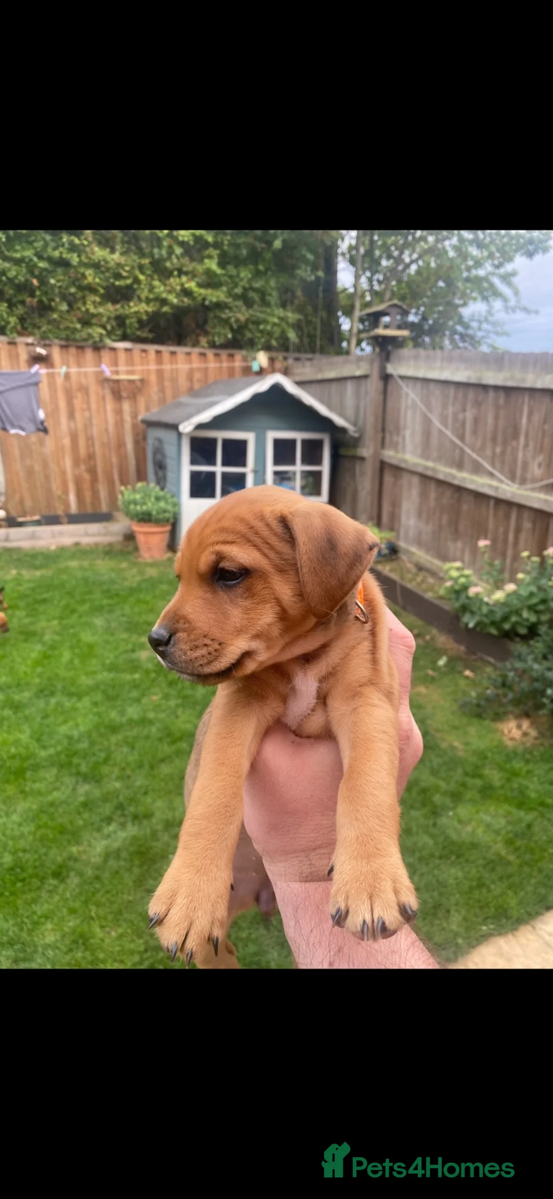 Mixed Breed dogs for sale: Patterdale x Plummer terrier - Advert 7