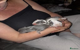 Staffordshire Bull Terrier dogs for sale: Blue tri Staffordshire bull terrier pups for sale  - Image 23