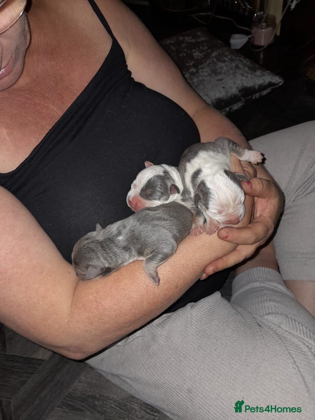 Staffordshire Bull Terrier dogs for sale: Blue tri Staffordshire bull terrier pups for sale  - Image 23