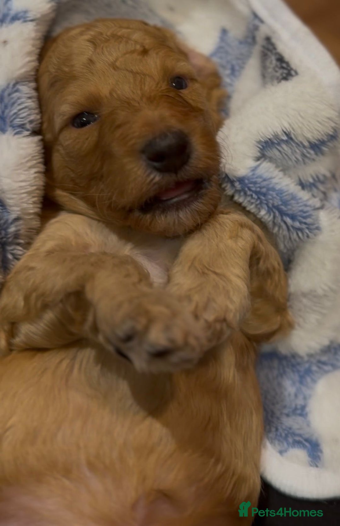 Cockapoo dogs for sale: Adorable F2 cockapoos - Advert 10