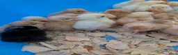 Chickens poultry for sale: Pekin bantam day old chicks - Advert 5