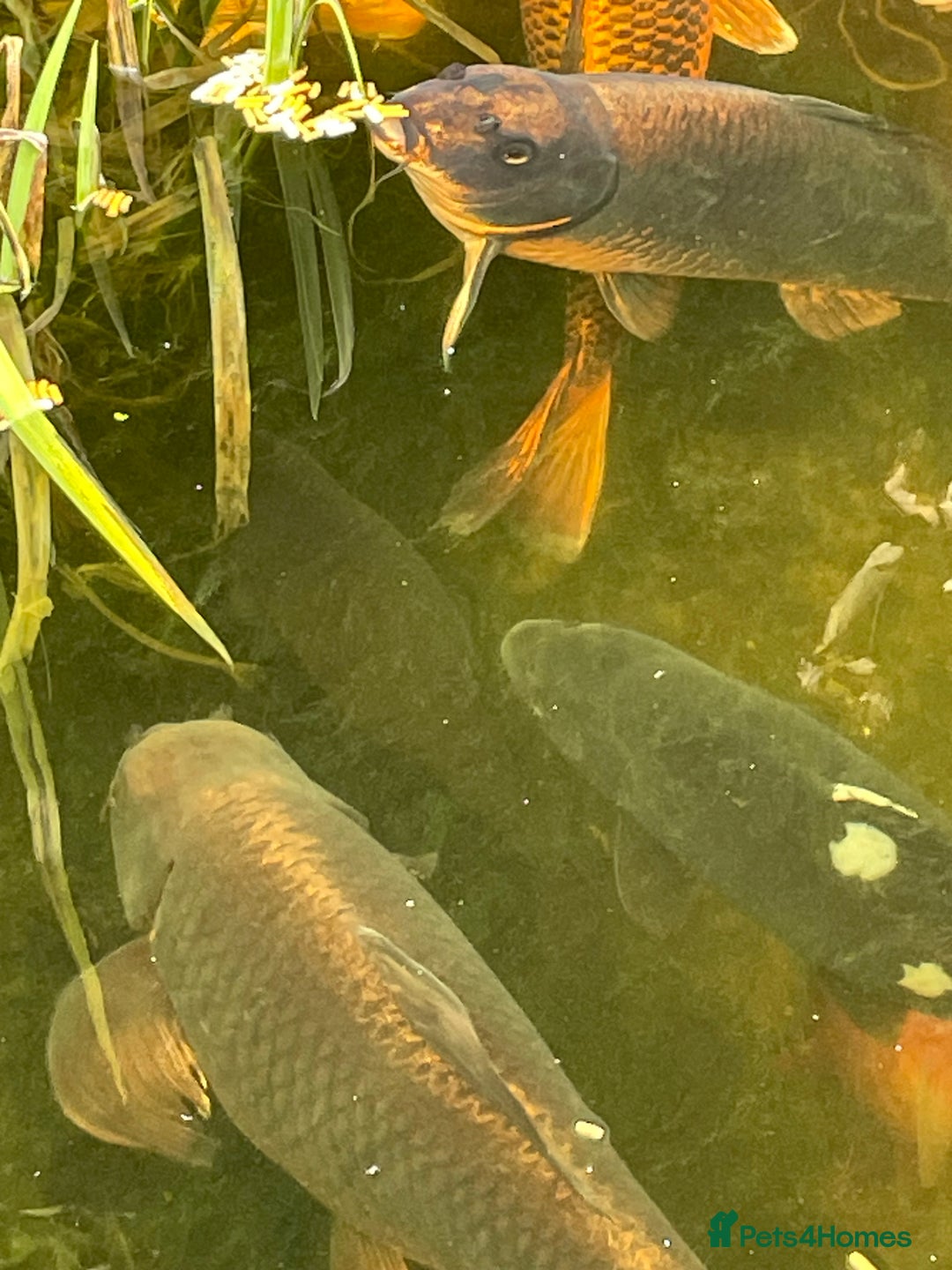 Koi Carp fish for sale: Koi Carp for Sale (rehoming due to baby and dog)  - Advert 17