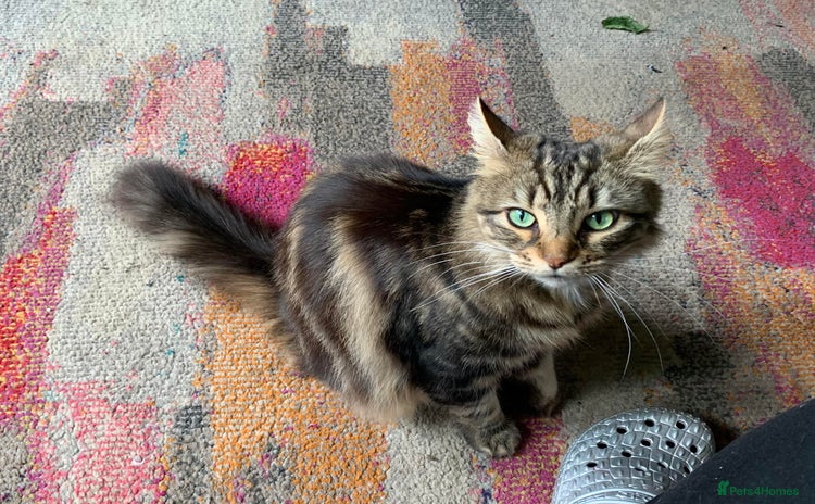 British Longhair cats - Advert 1