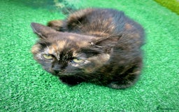 Mixed Breed cats for sale: Cute little one for new home - Image 1