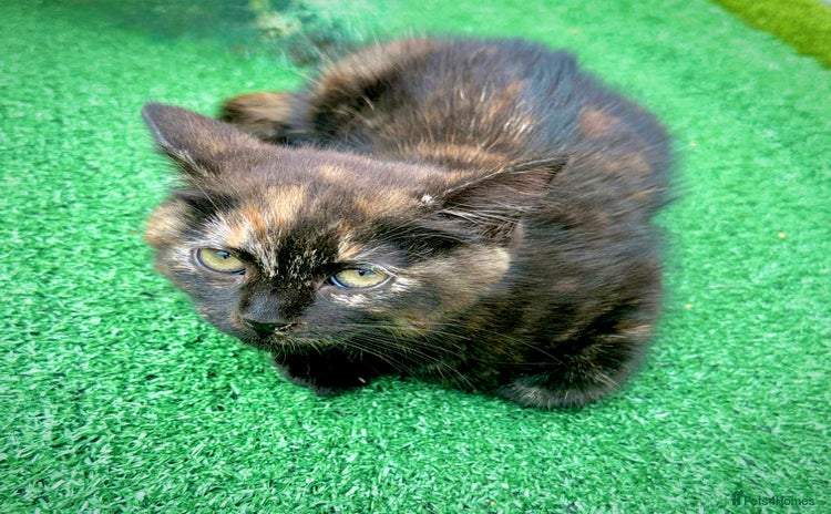 Mixed Breed cats - Advert 5