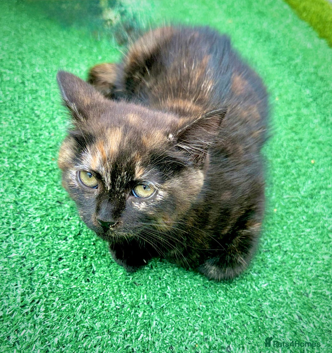 Mixed Breed cats for sale: Cute little one for new home - Image 1