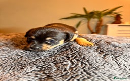 Mixed Breed dogs for sale: Miniature JackChi Puppy’s for sale.  - Image 15
