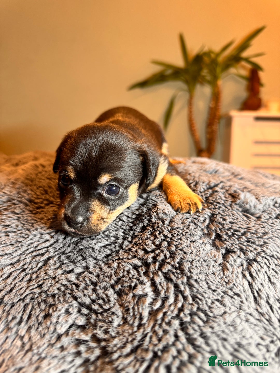 Mixed Breed dogs for sale: Miniature JackChi Puppy’s for sale.  - Image 15