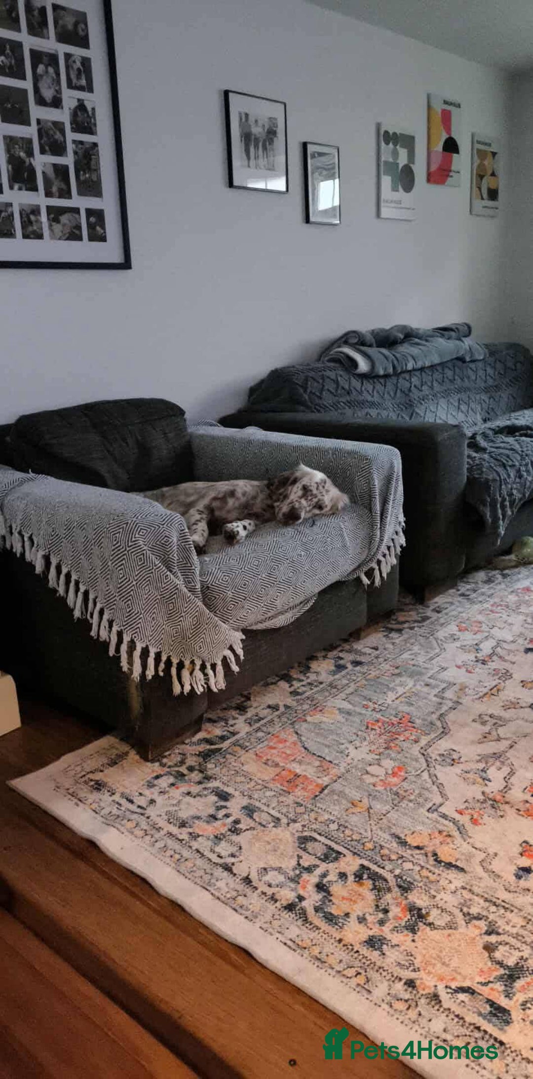 English Setter dogs for adoption: Sula. English setter - Advert 6