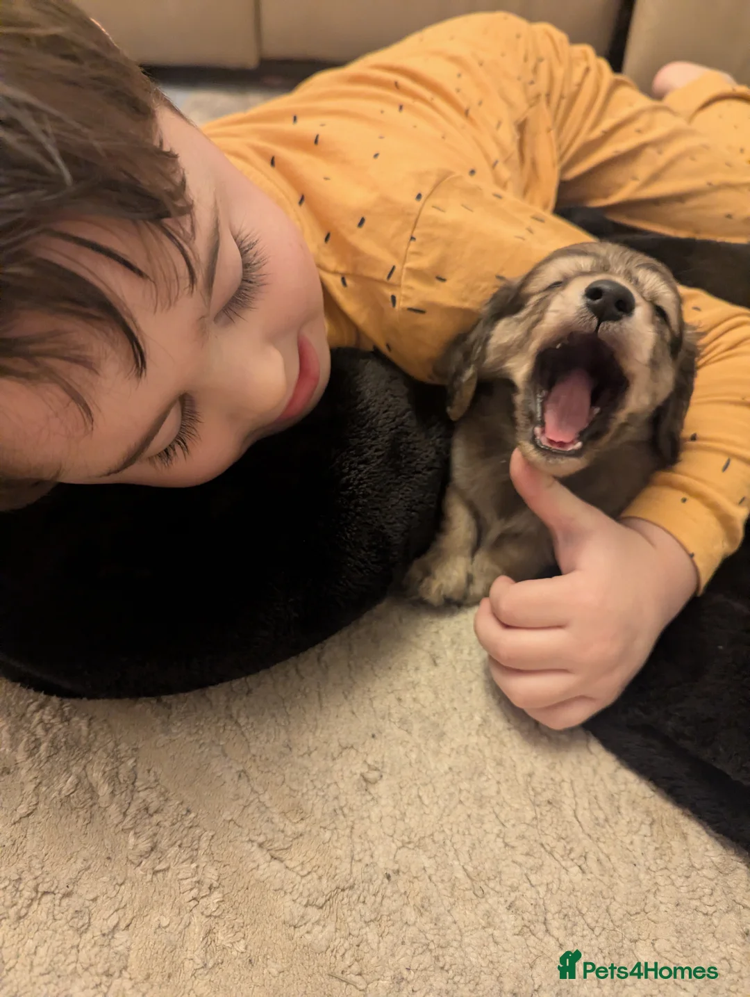 Miniature Dachshund dogs for sale: Last 2 available Long haired miniature dachshunds  - Advert 18