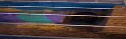 Guinea Pig rodents for sale: Pair male guinea pigs with cage - Advert 6